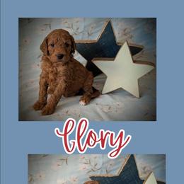 Glory - Red  female Goldendoodle puppy in Coarsegold, California from Hobbit Hollow Acres