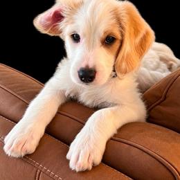 Casper - Cream male Labradoodle puppy in Churchill County Fallon, Nevada from Card Family Ranch