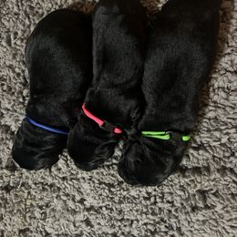 Golden Retriever and Labrador Retriever Puppies from The Golden Leash Kennels