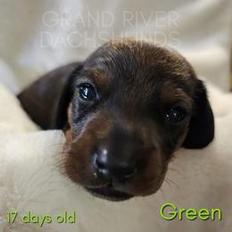 Green Boy - Red male Dachshund puppy in South Dakota from Grand River Dachshunds