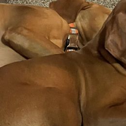 Vizslas from McCown VizslA