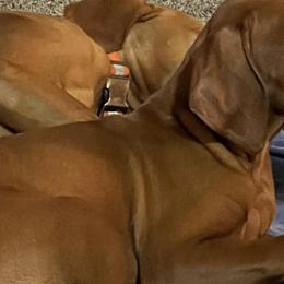 Vizslas from McCown VizslA