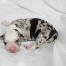 Wish - Black and white male Border Collie puppy in Cedartown, Georgia from Ferguson Border Collies