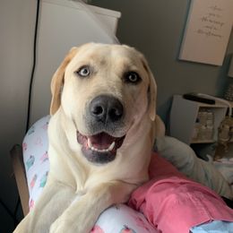 Winnie - Dilute Retriever