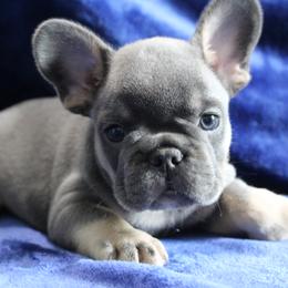 French Bulldog Puppies from R & S Frenchies