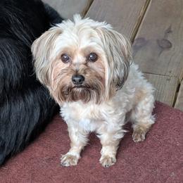 Nuggie - Yorkshire Terrier