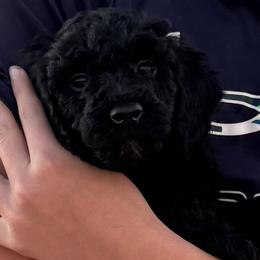 Rudolph - Black male Poodle puppy in Dayton, Texas from Wolfe Island Poodles