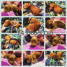 Poodle Puppies from Stunningly Sweet Standards