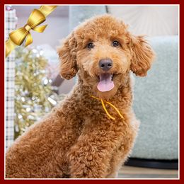 Diego - Red male Cockapoo puppy in Connersville, Indiana from Deaz Doodle Ranch