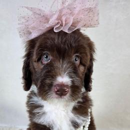 Sylfie - Brown and white female Aussiedoodle puppy in Haleyville, Alabama from The Cuddly Dood Ranch