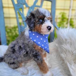 Bernedoodle Puppies from Refined Doodles