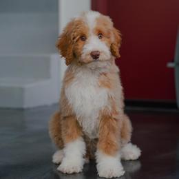 Patrick (socialization program student) - Yellow and white male Bernedoodle puppy in Dundee, Ohio from Down Home Doodle