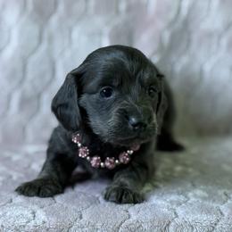 Isla - Dapple female Dachshund puppy in Lincoln, Arkansas from Red Dirt Dachshunds