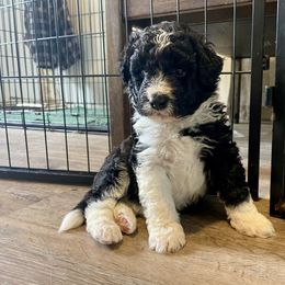 Ash - L.Green - Black Boy - Aussiedoodle puppy from Doodle Dandy