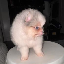 Honey - Blue merle female Pomeranian puppy in Fredericksburg, Virginia from Designer Dog Society