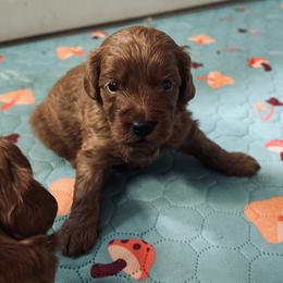 Blue collar - Red  male Goldendoodle puppy in North Carolina from Lynes of Doodles