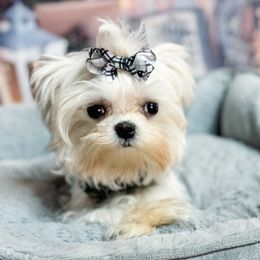Finn - Maltese puppy in Tampa, Florida from Petite Pawz