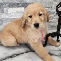 Pink girl golden retriever - Golden female Golden Retriever puppy in Howell, Michigan from Robbin's Treasures