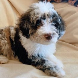 Aussiedoodles from Puppy.Love.Doodle
