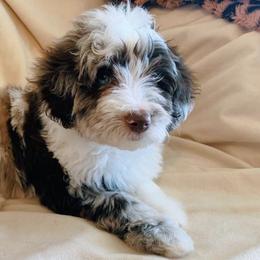 Aussiedoodles from Puppy.Love.Doodle