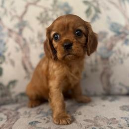 Brielle - Ruby female Cavalier King Charles Spaniel puppy in Mount Dora, Fl, Florida from Breezy Palms Cavaliers