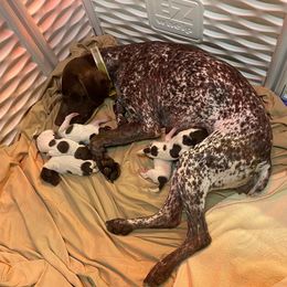 Belgian Malinois and German Shorthaired Pointer Puppies from Lapdog GSP