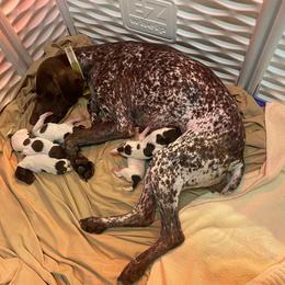 Belgian Malinois and German Shorthaired Pointer Puppies from Lapdog GSP