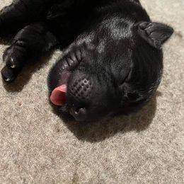 German Shepherd Puppies from Vom Bachwasser German Shepherd Dogs