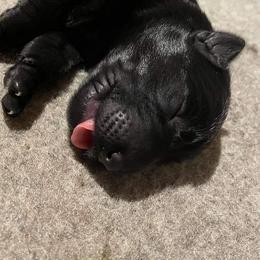 German Shepherd Puppies from Vom Bachwasser German Shepherd Dogs