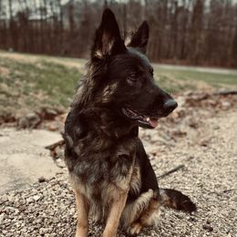 German Shepherds from Cornerstone Shepherds