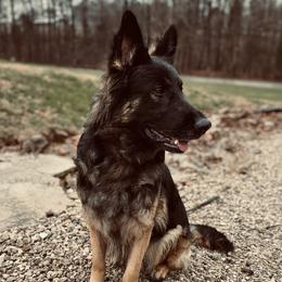 German Shepherds from Cornerstone Shepherds