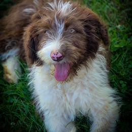 Male 3- reduced price - Red tri-color male Aussiedoodle puppy in Mouth Of Wilson, Virginia from Holly Ridge Aussies, Aussiedoodles & Corgis
