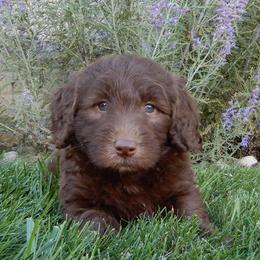 Theodore - Chocolate male Labradoodle puppy in Millersburg, Ohio from My Pals