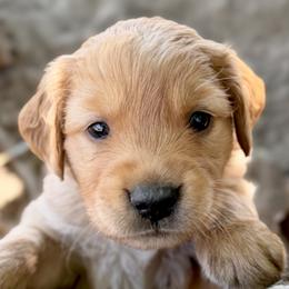 Charlie - Gray - Dark golden male Golden Retriever puppy in San Martin, California from Church Creek Retrievers