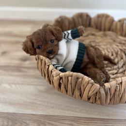 Comet - Red male Cavapoo puppy in San Jose, California from Doodle Amore