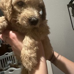 Cooper - orange boy - Apricot male Goldendoodle puppy in Pueblo West, Colorado from German Family Goldendoodles