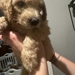 Cooper - orange boy - Apricot male Goldendoodle puppy in Pueblo West, Colorado from German Family Goldendoodles