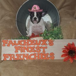 French Bulldog Puppies from Faucheux's Finest Frenchie's