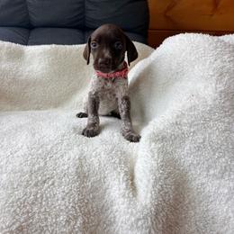 Anthem - Liver roan female German Shorthaired Pointer puppy in Dugspur, Virginia from Pilgrims Trails Shorthairs