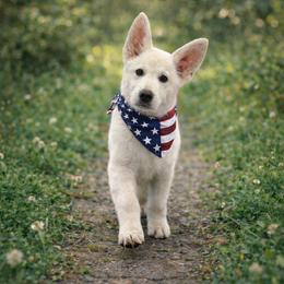 Zeus - White male German Shepherd puppy in Yuba City, California from Barton’s German Shepherds