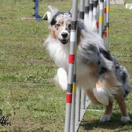 Australian Shepherds from Malpaso Australian Shepherds
