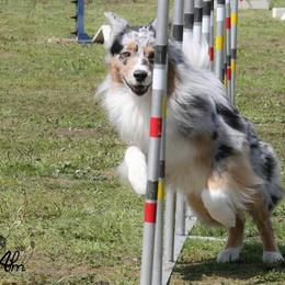 Australian Shepherds from Malpaso Australian Shepherds