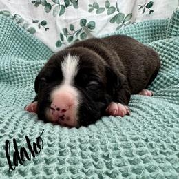 Idaho - Seal brown male American Pit Bull Terrier puppy in Nine Mile Falls, Washington from Bartin Kennels