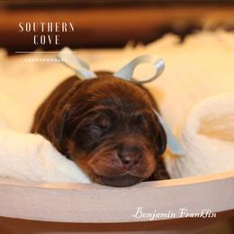 Benjamin Franklin - Chocolate male Australian Labradoodle puppy in Winter Haven, Florida from Southern Cove Labradoodles