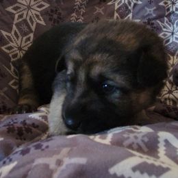 Pink - Black and tan female German Shepherd puppy in Pahrump, Nevada from Rayler Kennels