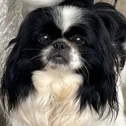 Miley - Pekingese