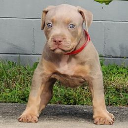 Boy 1 - American Bully puppy in Florida from Formidabull Kennels