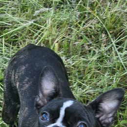 Boston Terrier Puppies from Christy's Boston Butts