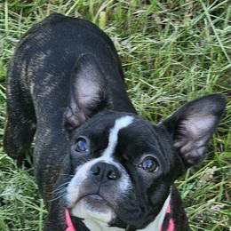 Boston Terrier Puppies from Christy's Boston Butts
