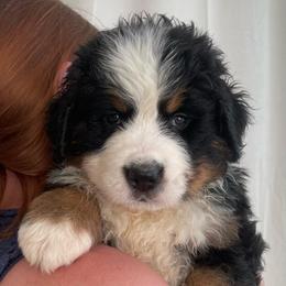 Geneva - Black rust and white female Bernese Mountain Dog puppy in Fountain, North Carolina from Stargirl Bernese Mountain Dogs